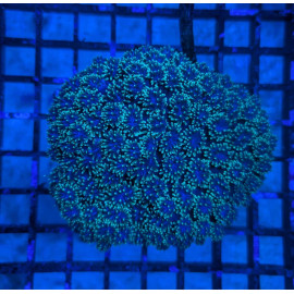 Euphyllia Ancora Toxic Green Blotched LPS - Corail pour aquarium