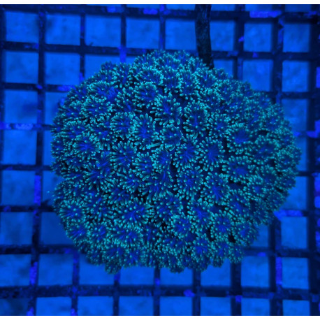 Euphyllia Ancora Toxic Green Blotched LPS - Corail pour aquarium