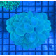Euphyllia Ancora Toxic Green Blotched LPS - Corail pour aquarium