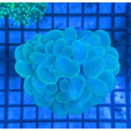 Euphyllia Ancora Toxic Green Blotched LPS - Corail pour aquarium