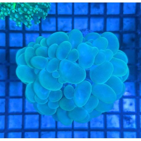 Euphyllia Ancora Toxic Green Blotched LPS - Corail pour aquarium