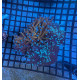 Euphyllia Ancora Toxic Green Blotched LPS - Corail pour aquarium
