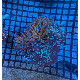 Euphyllia Ancora Toxic Green Blotched LPS - Corail pour aquarium