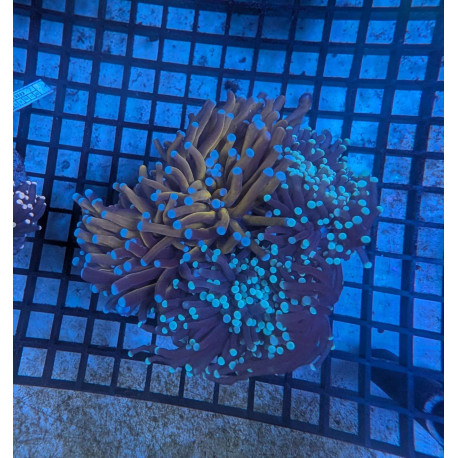 Euphyllia Ancora Toxic Green Blotched LPS - Corail pour aquarium