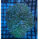 Euphyllia Ancora Toxic Green Blotched LPS - Corail pour aquarium