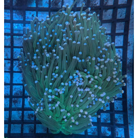 Otocinclus Affinis - Mangeur d'algues (Sauvage - Colombie)