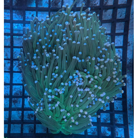 Euphyllia Ancora Toxic Green Blotched LPS - Corail pour aquarium