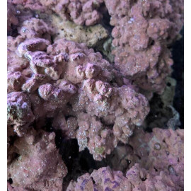 Aquaforest AF Synthétic Rock Le Kg