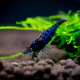 Crevette Neocaridinia heteropoda Blue Velvet - Dream