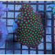 Euphyllia Ancora Toxic Green Blotched LPS - Corail pour aquarium