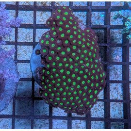 Euphyllia Ancora Toxic Green Blotched LPS - Corail pour aquarium