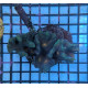 Euphyllia Ancora Toxic Green Blotched LPS - Corail pour aquarium