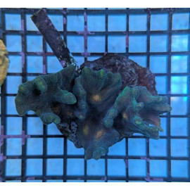 Euphyllia Ancora Toxic Green Blotched LPS - Corail pour aquarium