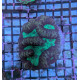 Euphyllia Ancora Toxic Green Blotched LPS - Corail pour aquarium