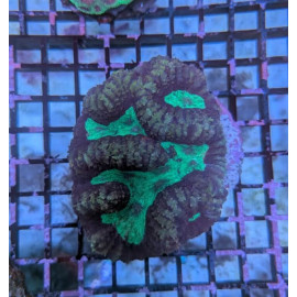 Euphyllia Ancora Toxic Green Blotched LPS - Corail pour aquarium