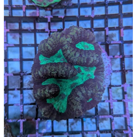 Euphyllia Ancora Toxic Green Blotched LPS - Corail pour aquarium
