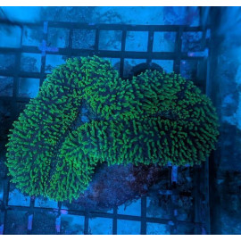 Euphyllia Ancora Toxic Green Blotched LPS - Corail pour aquarium