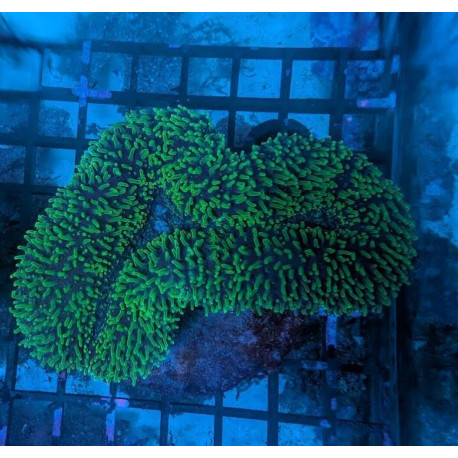 Euphyllia Ancora Toxic Green Blotched LPS - Corail pour aquarium