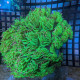 Euphyllia Ancora Toxic Green Blotched LPS - Corail pour aquarium