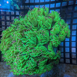 Euphyllia Ancora Toxic Green Blotched LPS - Corail pour aquarium