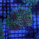 Euphyllia Ancora Toxic Green Blotched LPS - Corail pour aquarium