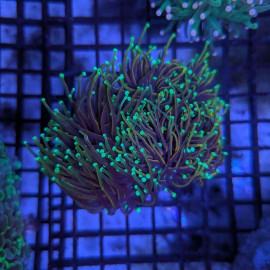 Euphyllia Ancora Toxic Green Blotched LPS - Corail pour aquarium