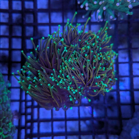 Euphyllia Ancora Toxic Green Blotched LPS - Corail pour aquarium