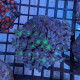 Euphyllia Ancora Toxic Green Blotched LPS - Corail pour aquarium