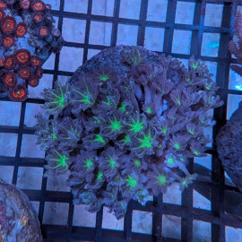 Euphyllia Ancora Toxic Green Blotched LPS - Corail pour aquarium