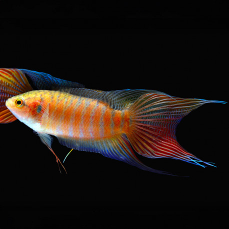 Macropodus opercularis Albinos red - Poisson paradis