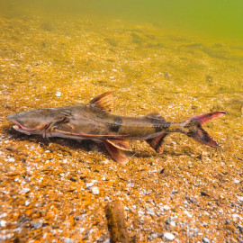 Bagarius bagarius M (environ 15cm) - Poisson-chat géant d'eau douce