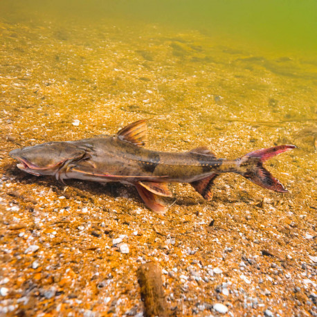 Bagarius bagarius M (environ 15cm) - Poisson-chat géant d'eau douce