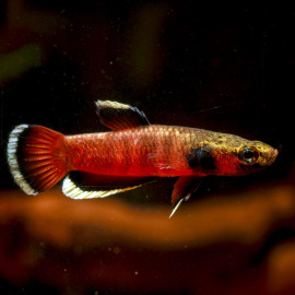 Betta albimarginata L – Betta sauvage à liseré blanc