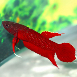 Betta api api mâle – Betta sauvage rouge