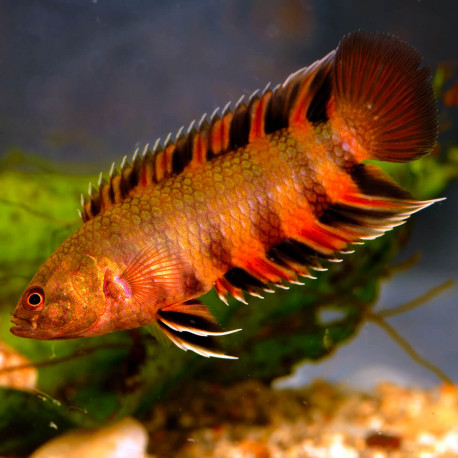 Microctenopoma ansorgii – Gourami africain à nageoires rouges