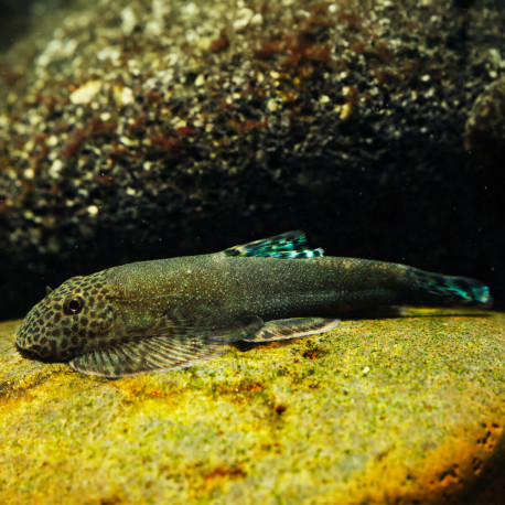 Gastromyzon ctenocephalus - mangeuse d'algues