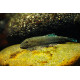 Gastromyzon ctenocephalus - mangeuse d'algues