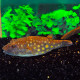Tetraodon abei - Fahaka - Poisson-globe Red-Spot