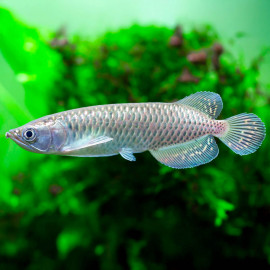 Scleropages jardinii - Arowana perlé Australien (Elevage indonésie)