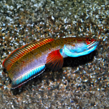 Channa sp. Fire & Ice L - Channa rouge-bleu