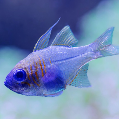 Apogon leptacantha (Zoramia leptacantha) - Apogon rayures bleues