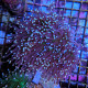 Euphyllia Glabrescens Black torch "Joker" LPS - Corail pour aquarium
