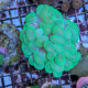 Plerogyra sp. green - Corail dur a grands polypes LPS