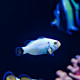 Amphiprion ocellaris Platinium Storm - Poisson clown Platinium Storm