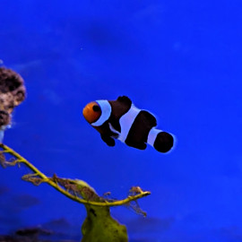 Amphiprion ocellaris Full Black - Poisson clown Full Black