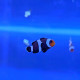 Amphiprion ocellaris Full Black - Poisson clown Full Black