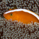 Amphiprion sandaracinos - Poisson Clown Jaune