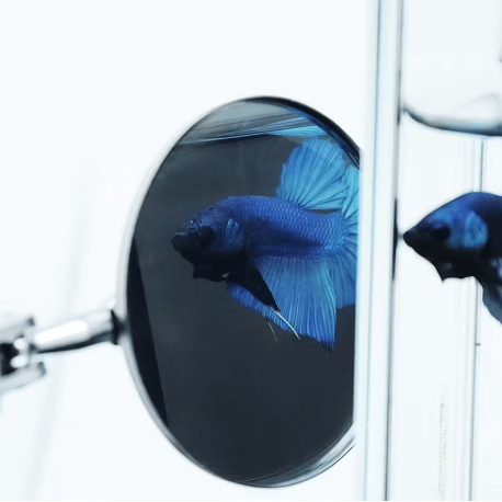 Aquaplante Miroir d'entrainement avec manche télescopique - Jeux pour poissons