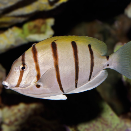 Acanthurus triostegus - Chirurgien bagnard S