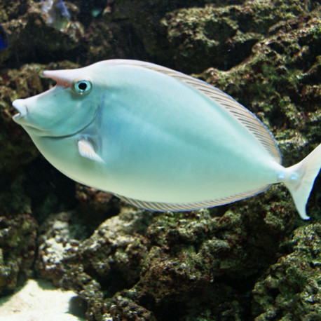 Naso unicornis- Naso à éperons bleus S